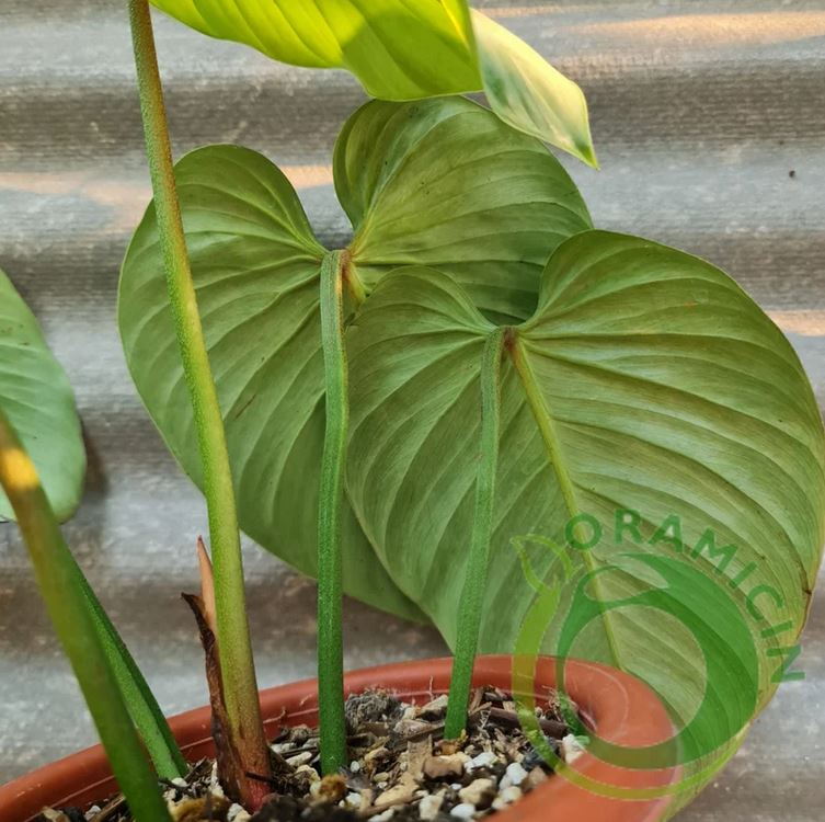 Philodendron Sodiroi ORAMICIN