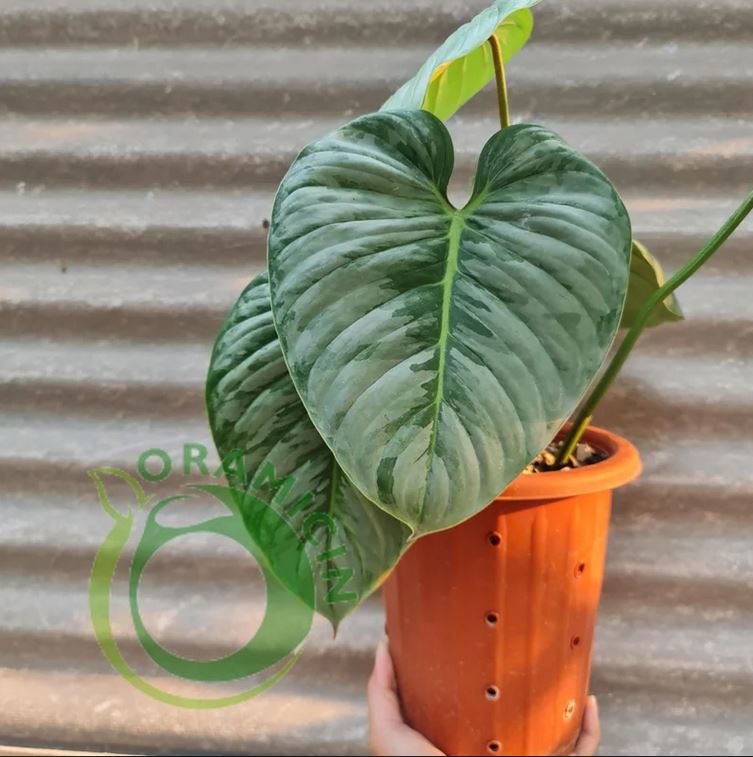 Philodendron Sodiroi ORAMICIN