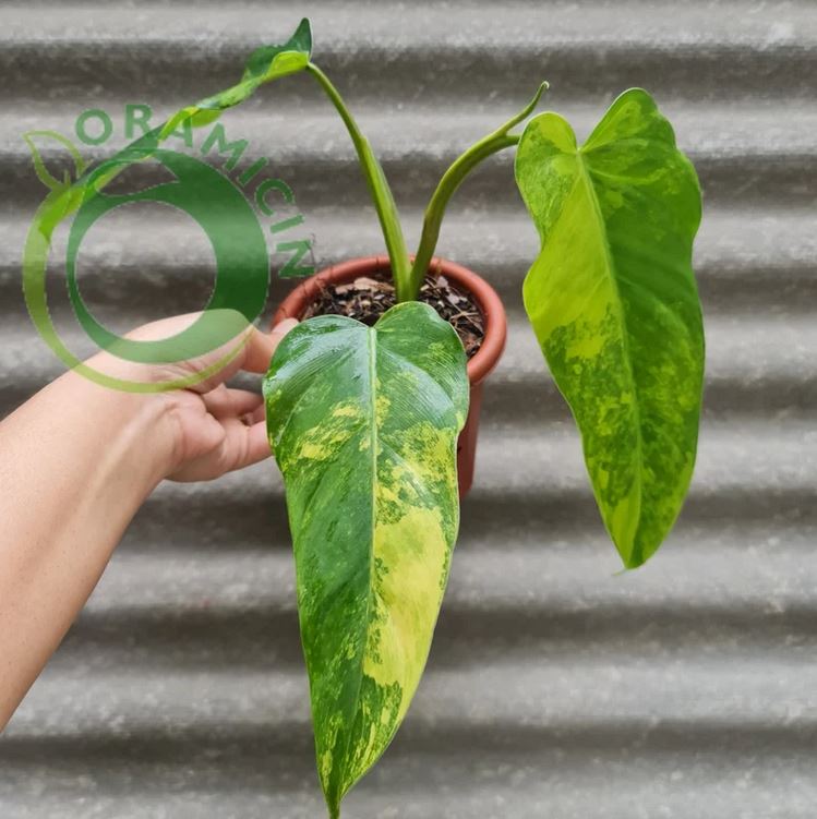 philodendron domesticum variegatum Philodendron Domesticum Variegated Tropical Plants ORAMICIN – oramicin