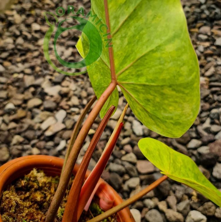 Philodendron Painted Lady Tropical Plants ORAMICIN