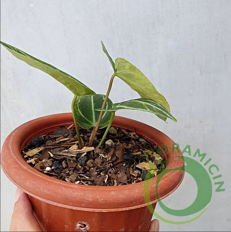 Anthurium Crystallinum Variegated Tropical Plants ORAMICIN