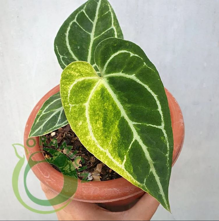anthurium crystalinium Anthurium Crystallinum Variegated – oramicin
