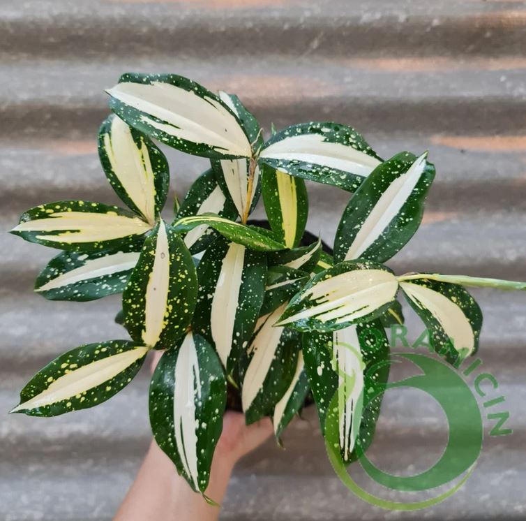 dracaena godseffiana milky way Dracaena Milky Way