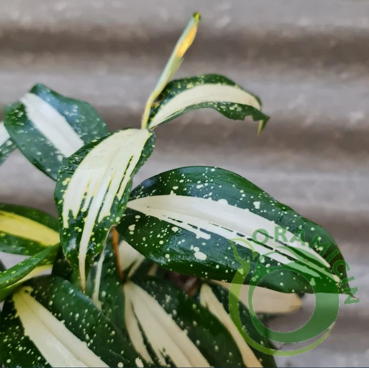 Dracaena Milkyway Milky Way ORAMICIN