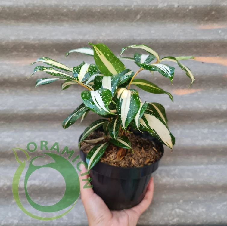 Dracaena Milkyway Milky Way ORAMICIN