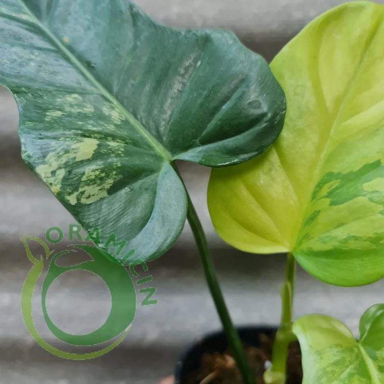 Philodendron Bippenifolium Variegated Tropical Plants ORAMICIN
