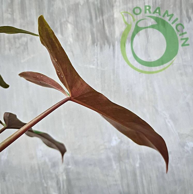 Philodendron Mexicanum bicolor Tropical Plants ORAMICIN