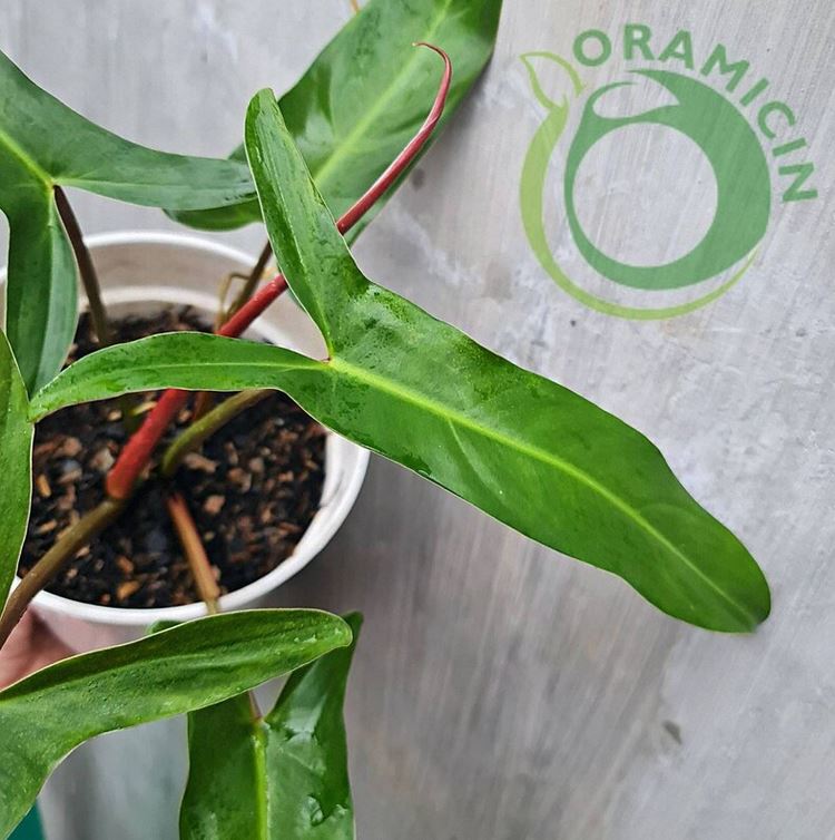 Philodendron Mexicanum bicolor Tropical Plants ORAMICIN
