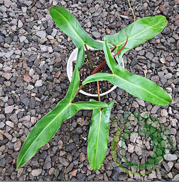 Philodendron Mexicanum bicolor Tropical Plants ORAMICIN