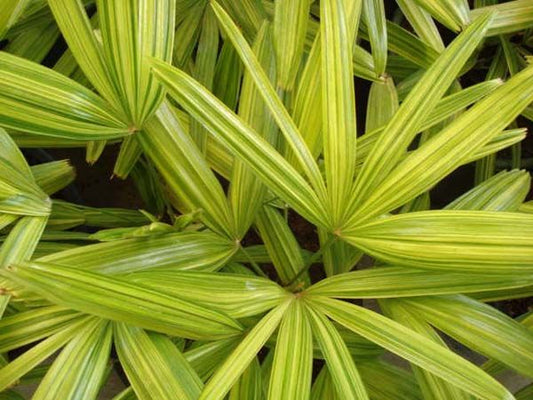 Getting to Know Palm Plants: Elegant, Resilient, and Refreshing
