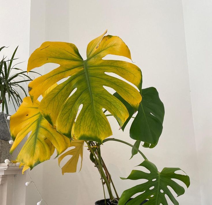How To Fix Yellowing and Wilting Leaves