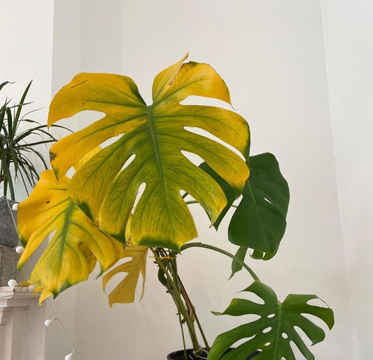 How To Fix Yellowing and Wilting Leaves