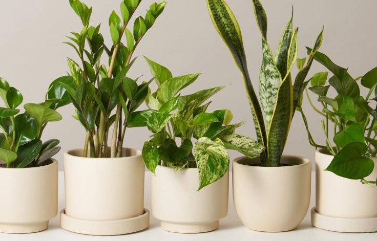 3 Plants Suitable for the Bedroom