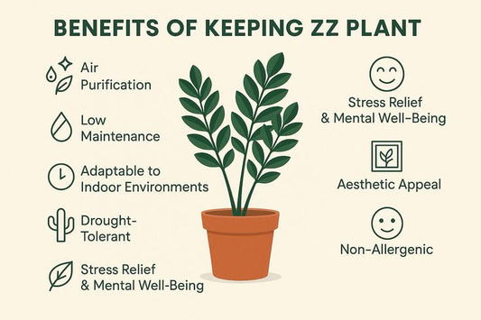 A Simple Grow Guide For Your ZZ Variegata