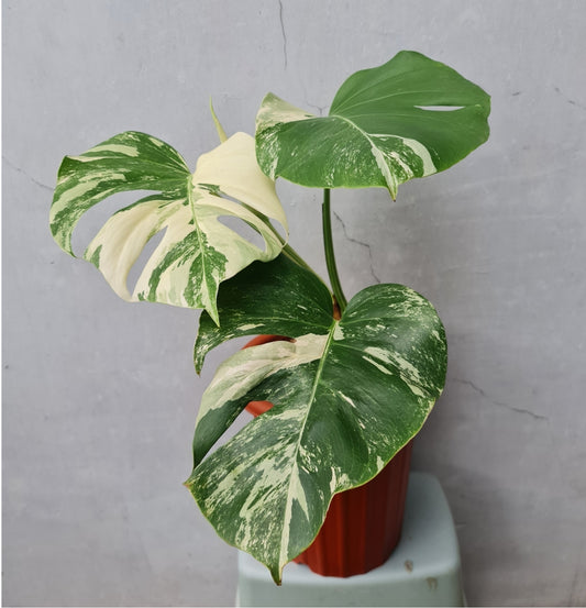 NEW Monstera Albo Variegated