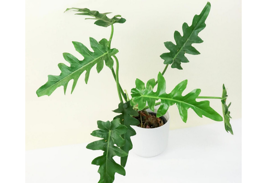 Philodendron Bob Cee Tropical Plants ORAMICIN
