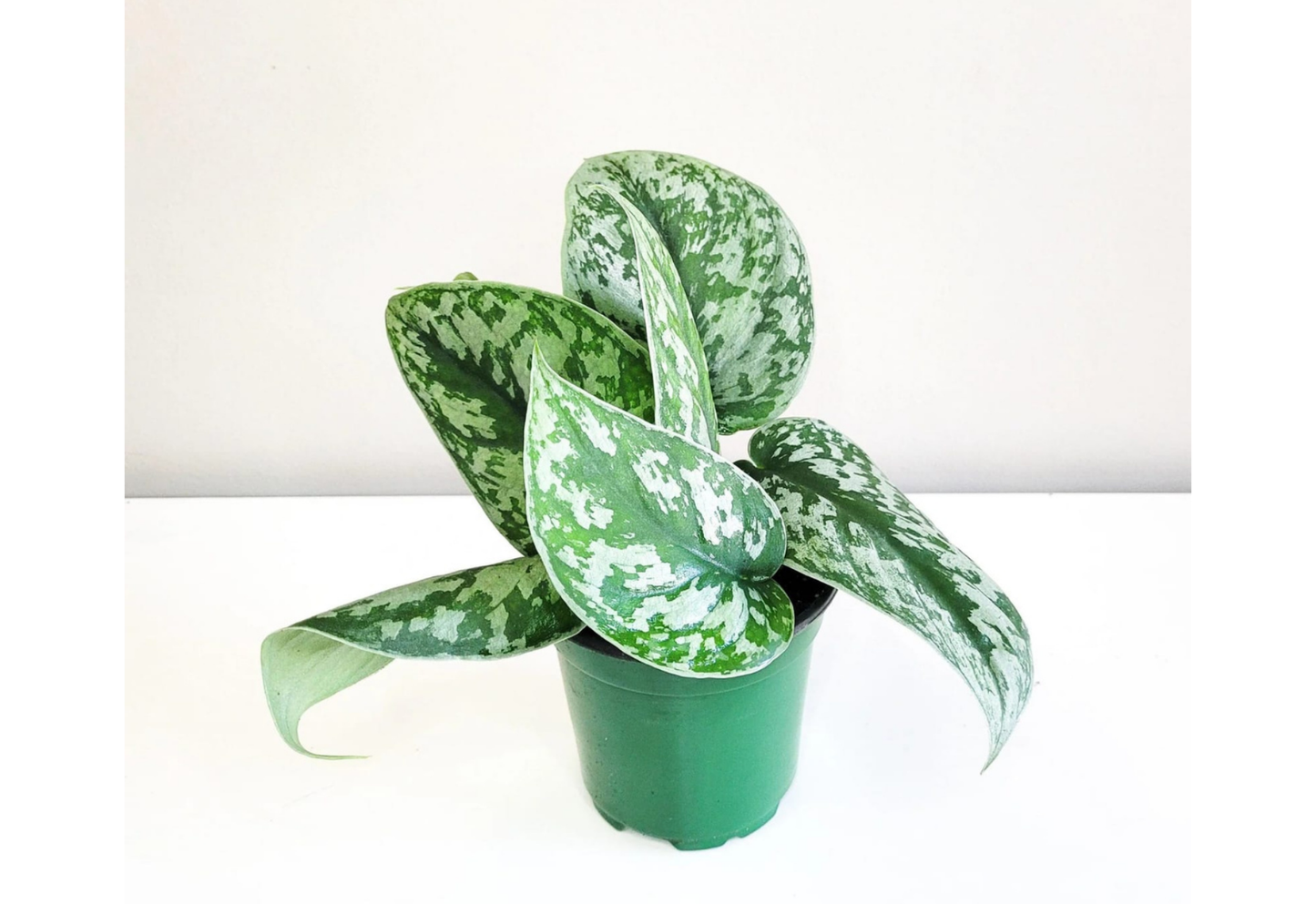 Scindapsus Exotica Green Tropical Plants ORAMICIN