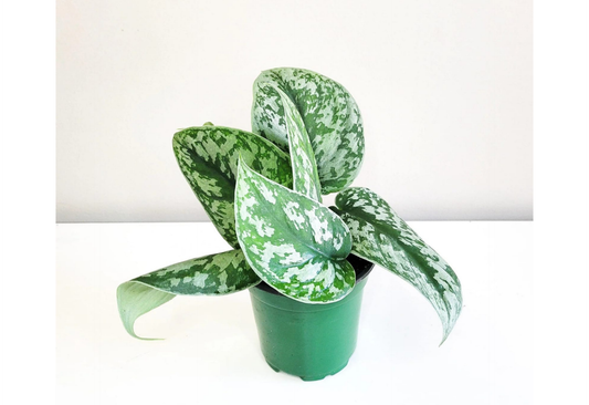 Scindapsus Exotica Green Tropical Plants ORAMICIN