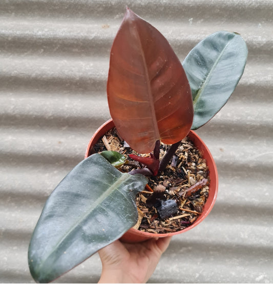 NEW Philodendron Black Cardinal