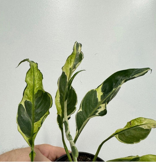 NEW Spathiphyllum Domino
