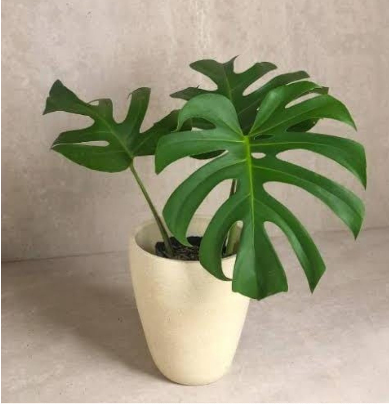 NEW Monstera Borsigiana Green