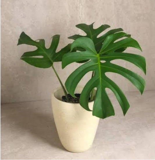 NEW Monstera Borsigiana Green