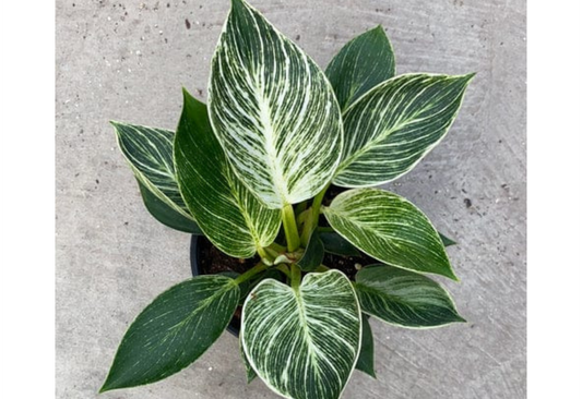 Philodendron Birkin Tropical Plants ORAMICIN