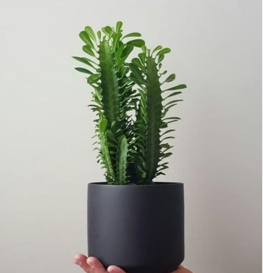 NEW Euphorbia Trigona Green