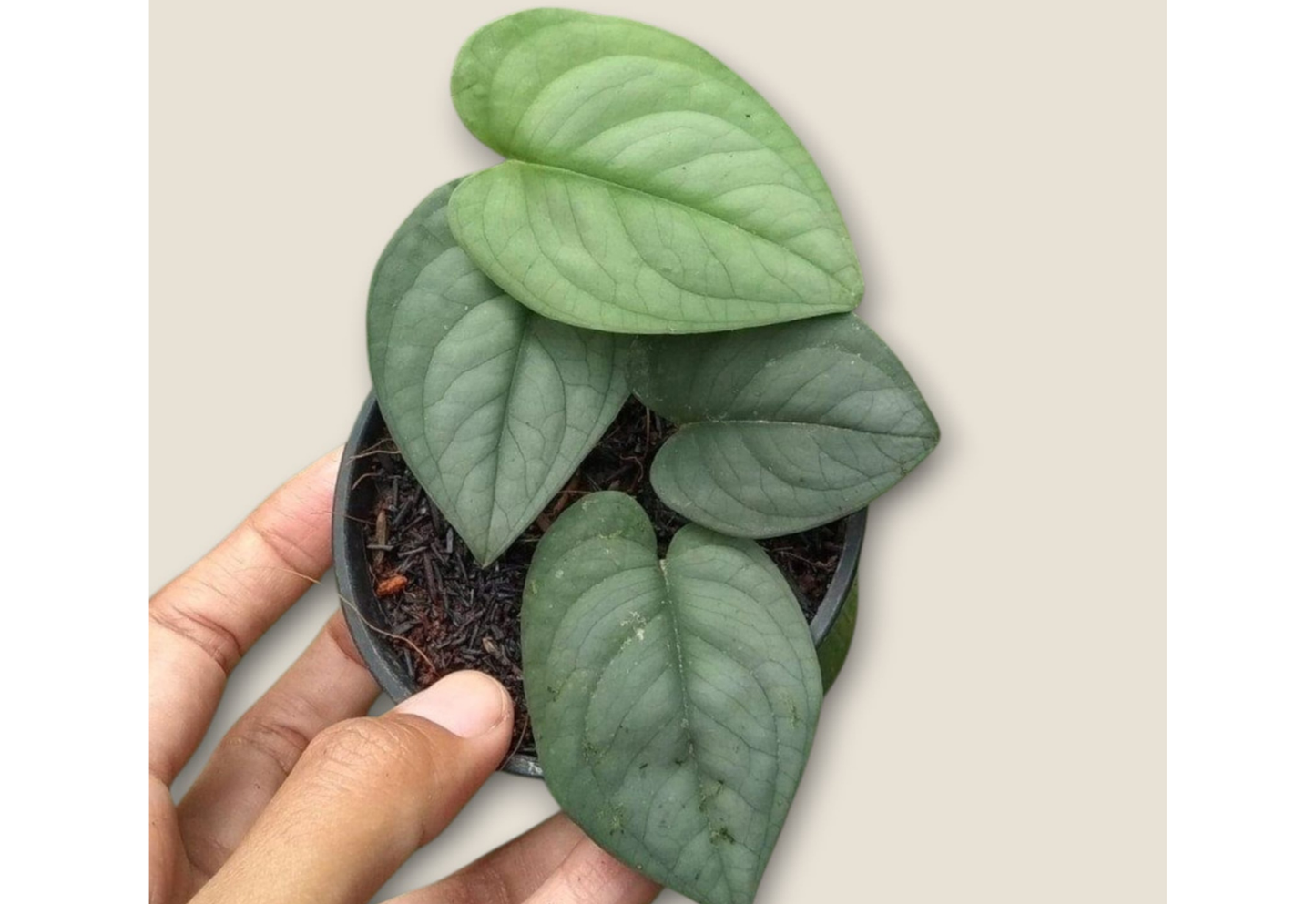 Scindapsus Lucens Tropical Plants ORAMICIN