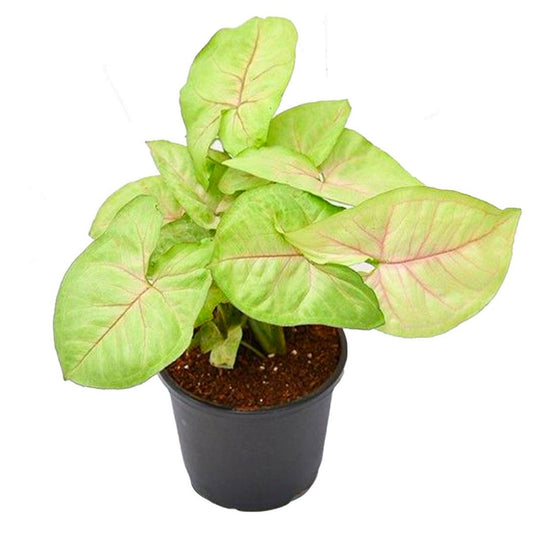 NEW Syngonium Berry Allusion