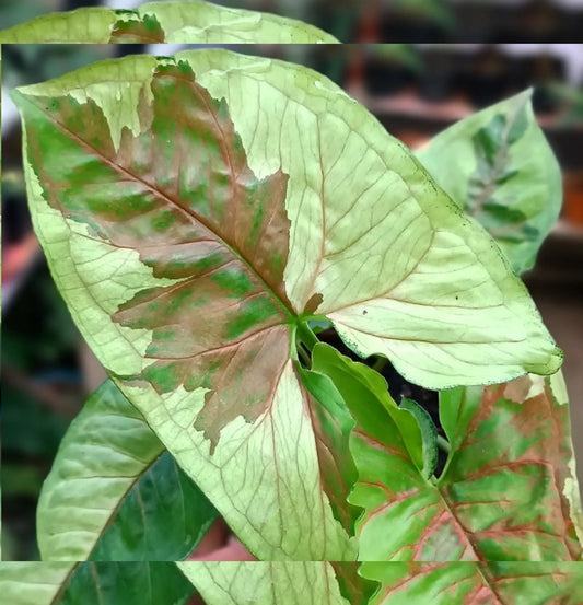 NEW Syngonium Brown Lava