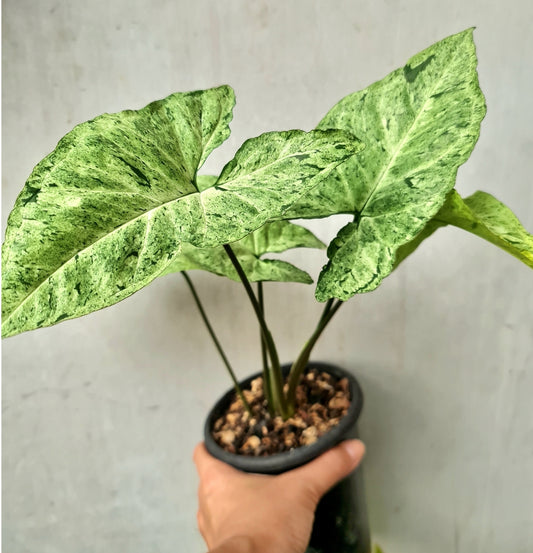 NEW Syngonium BYRD
