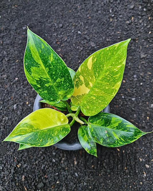 Philodendron Green Congo Marble