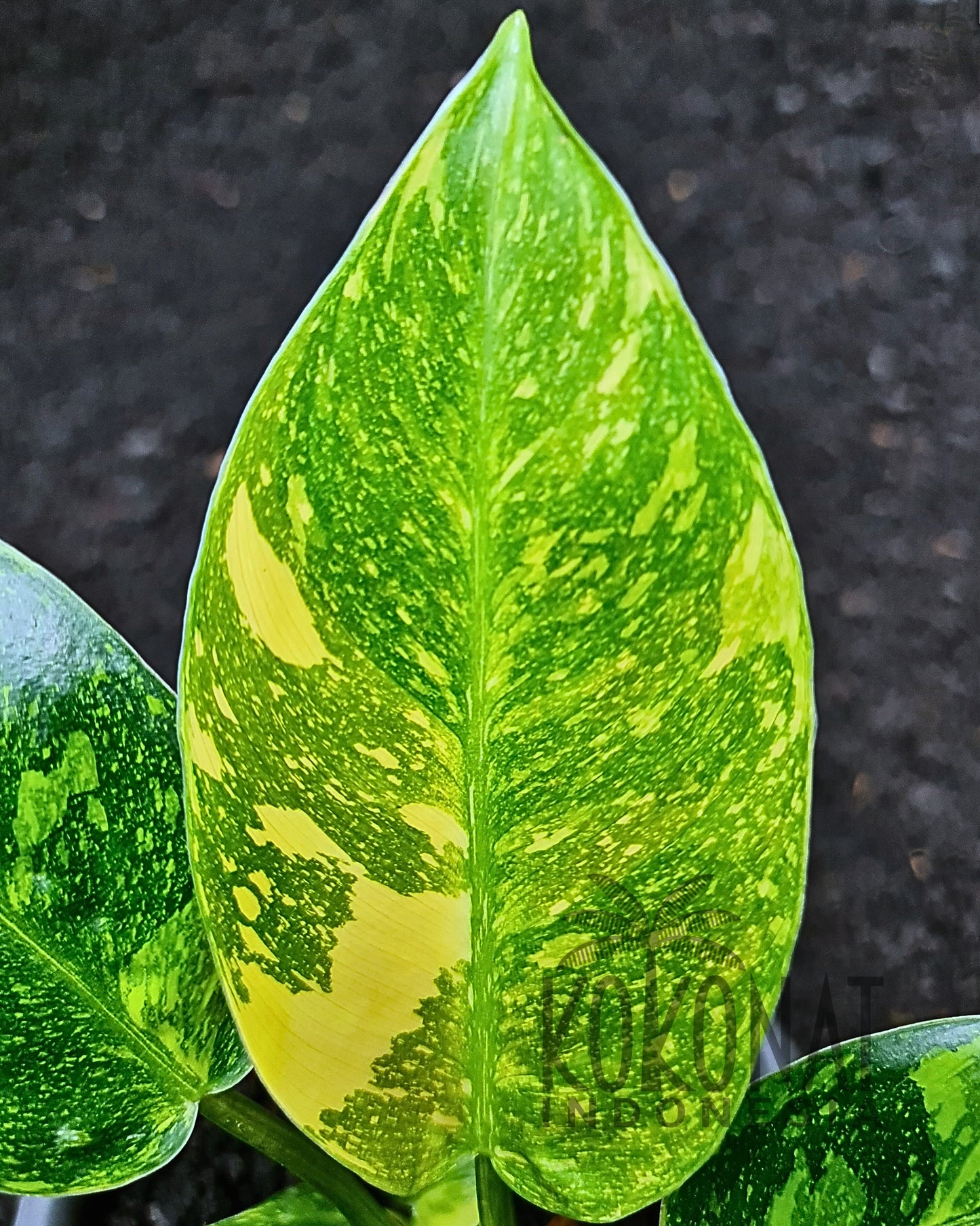 Philodendron Green Congo Marble