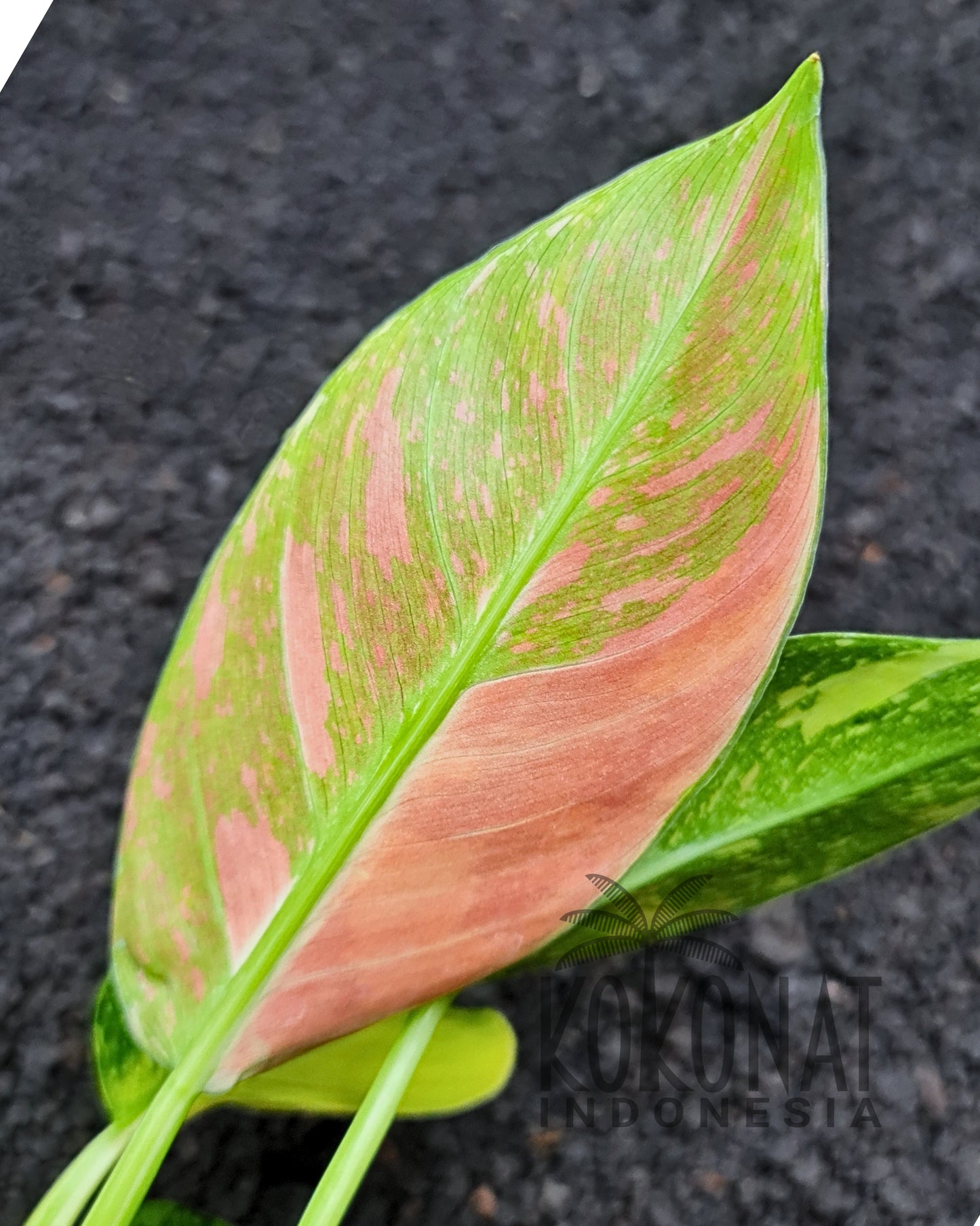 Philodendron Green Congo Marble