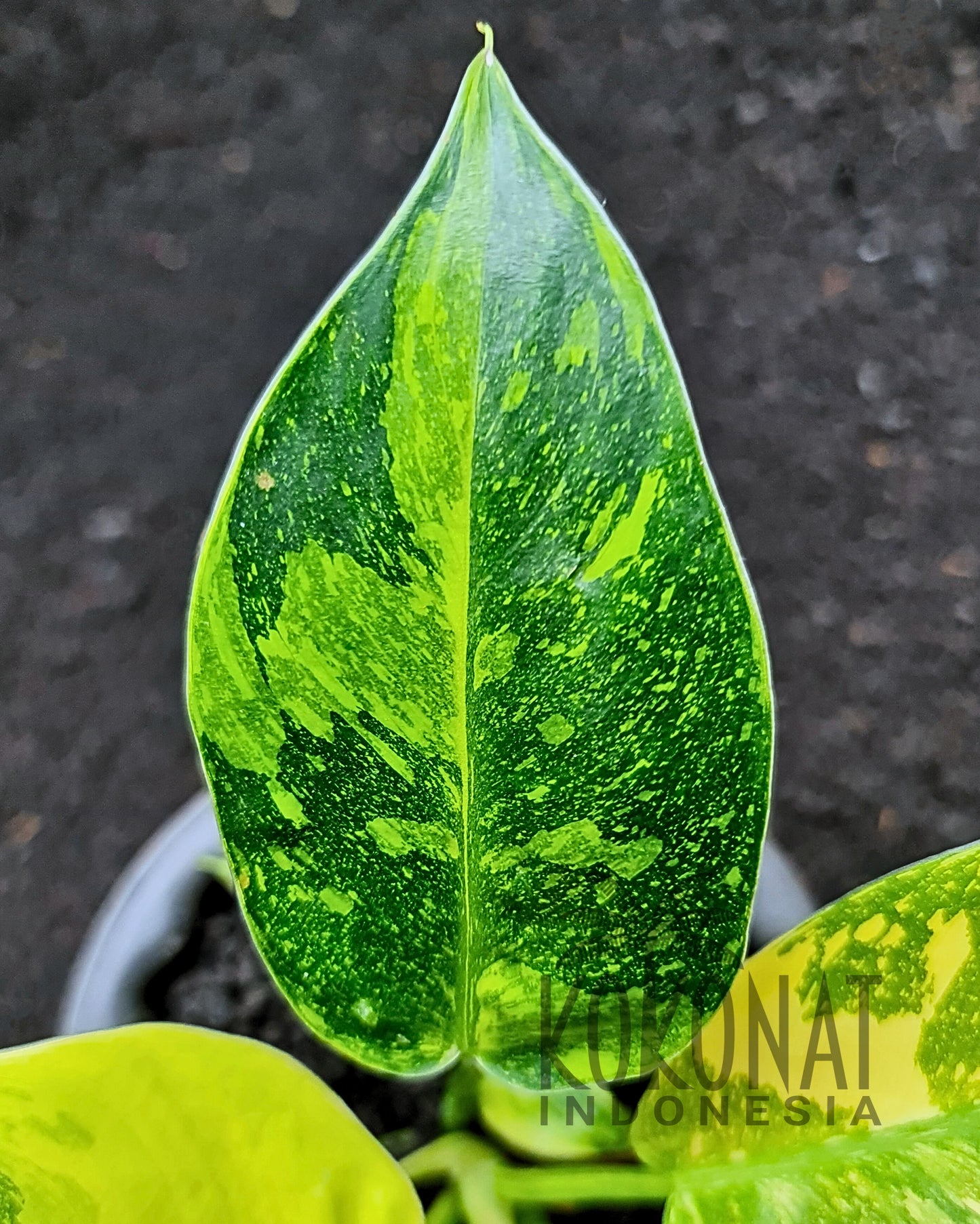Philodendron Green Congo Marble