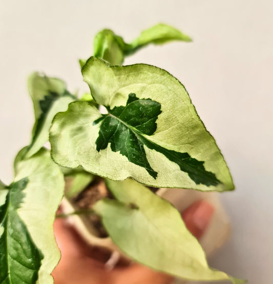 NEW Syngonium Green Beauty
