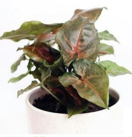 NEW Syngonium Maria Allusion