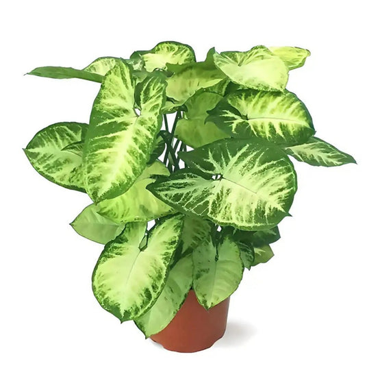 NEW Syngonium Mini Pixie Emerald