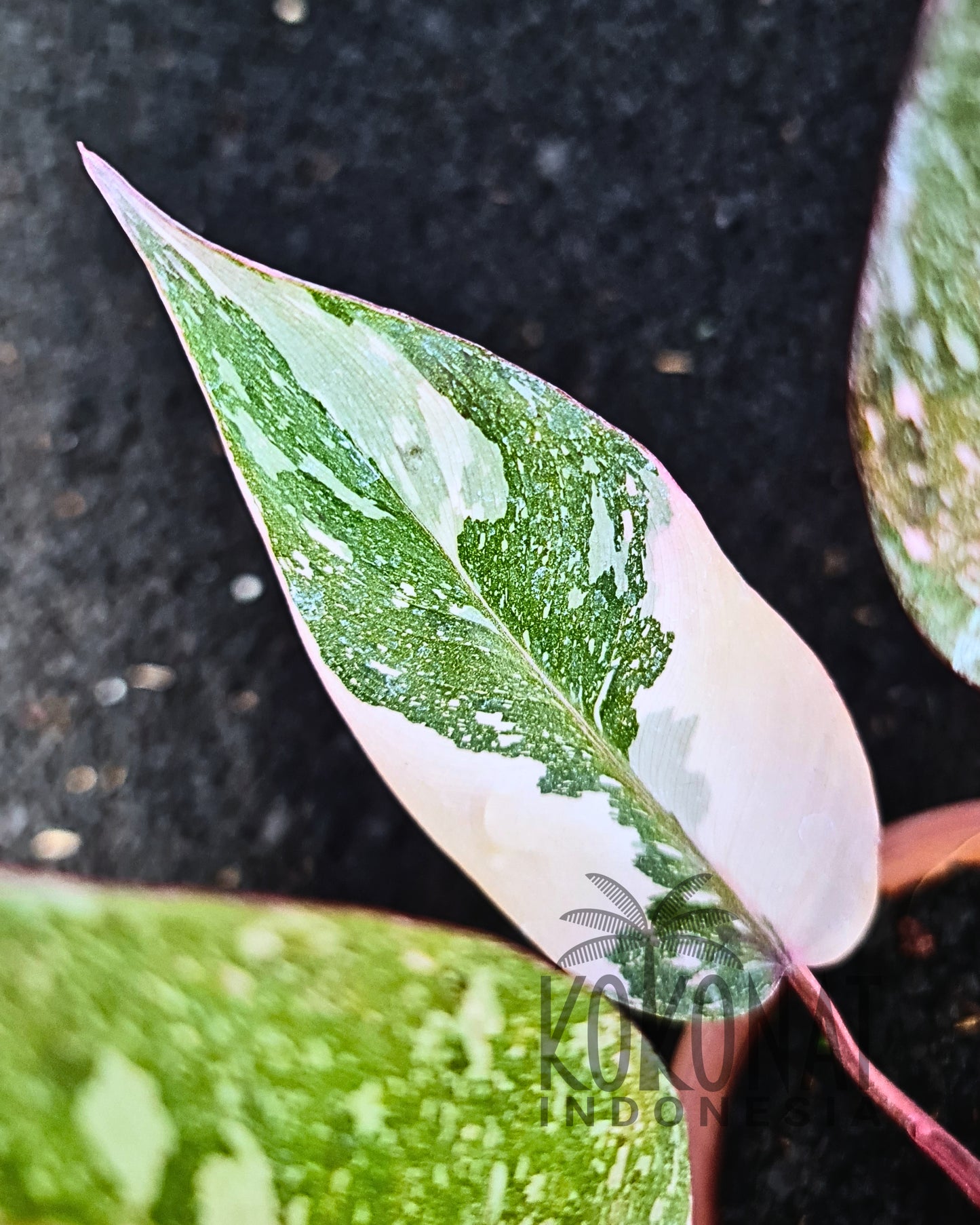Philodendron Pink Princess Galaxy
