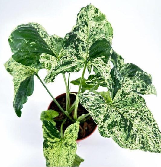 NEW Syngonium Mojito