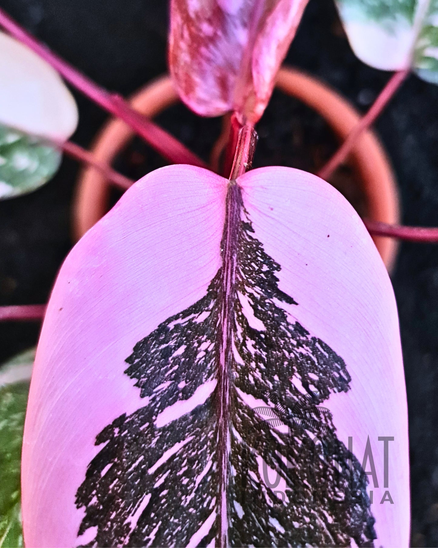 Philodendron Pink Princess Galaxy