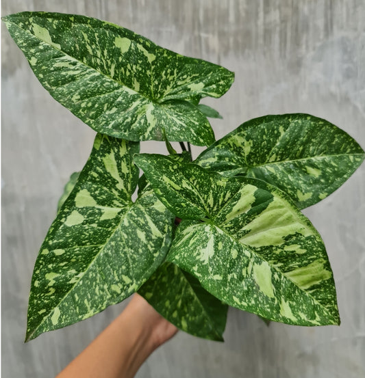 NEW Syngonium Panda Galaxy War Variegated