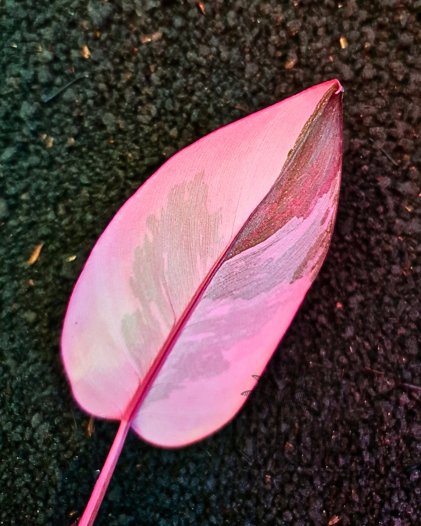 Philodendron Pink Princess Galaxy