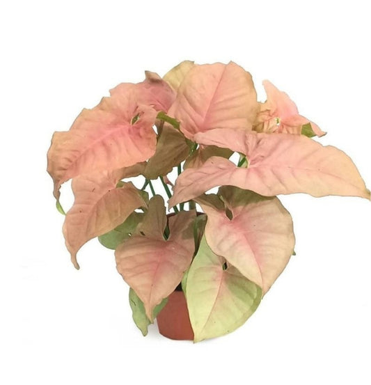 NEW Syngonium Pink