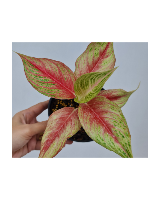 Aglaonema Irene Tropical Plants ORAMICIN