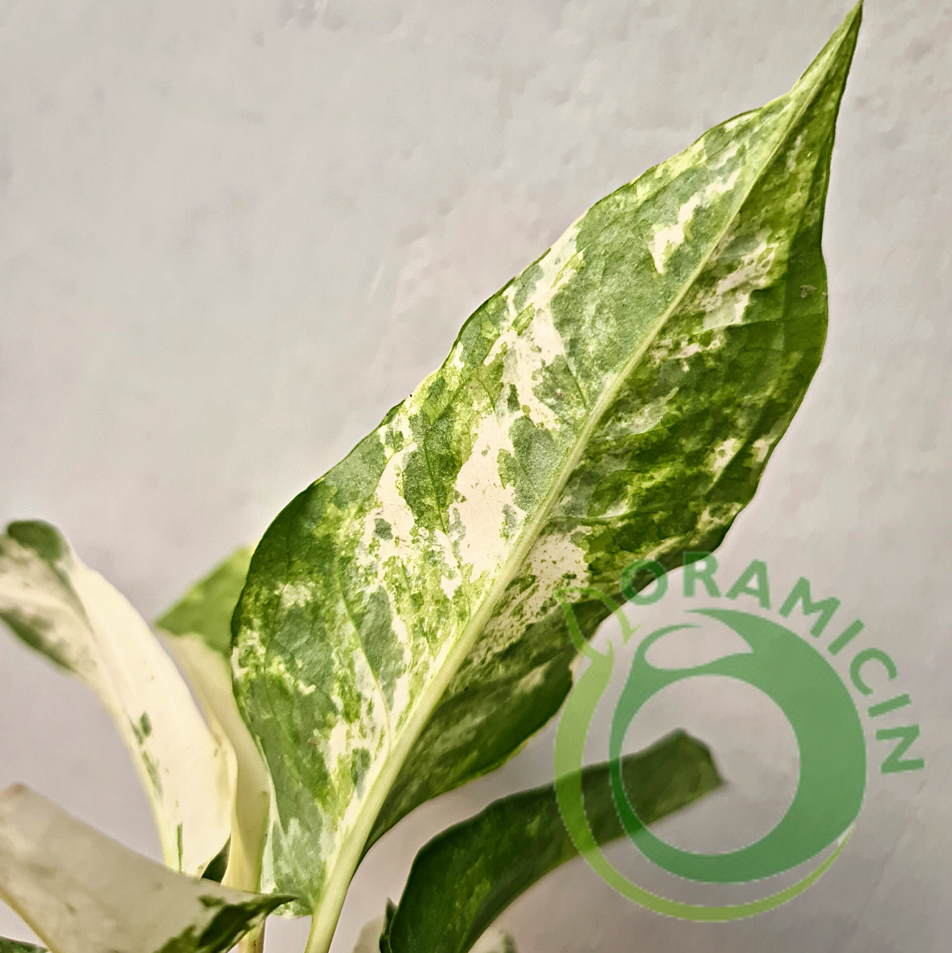 anthurium maui white Anthurium Hookeri White Mottled Variegated / Sweeta Small – oramicin