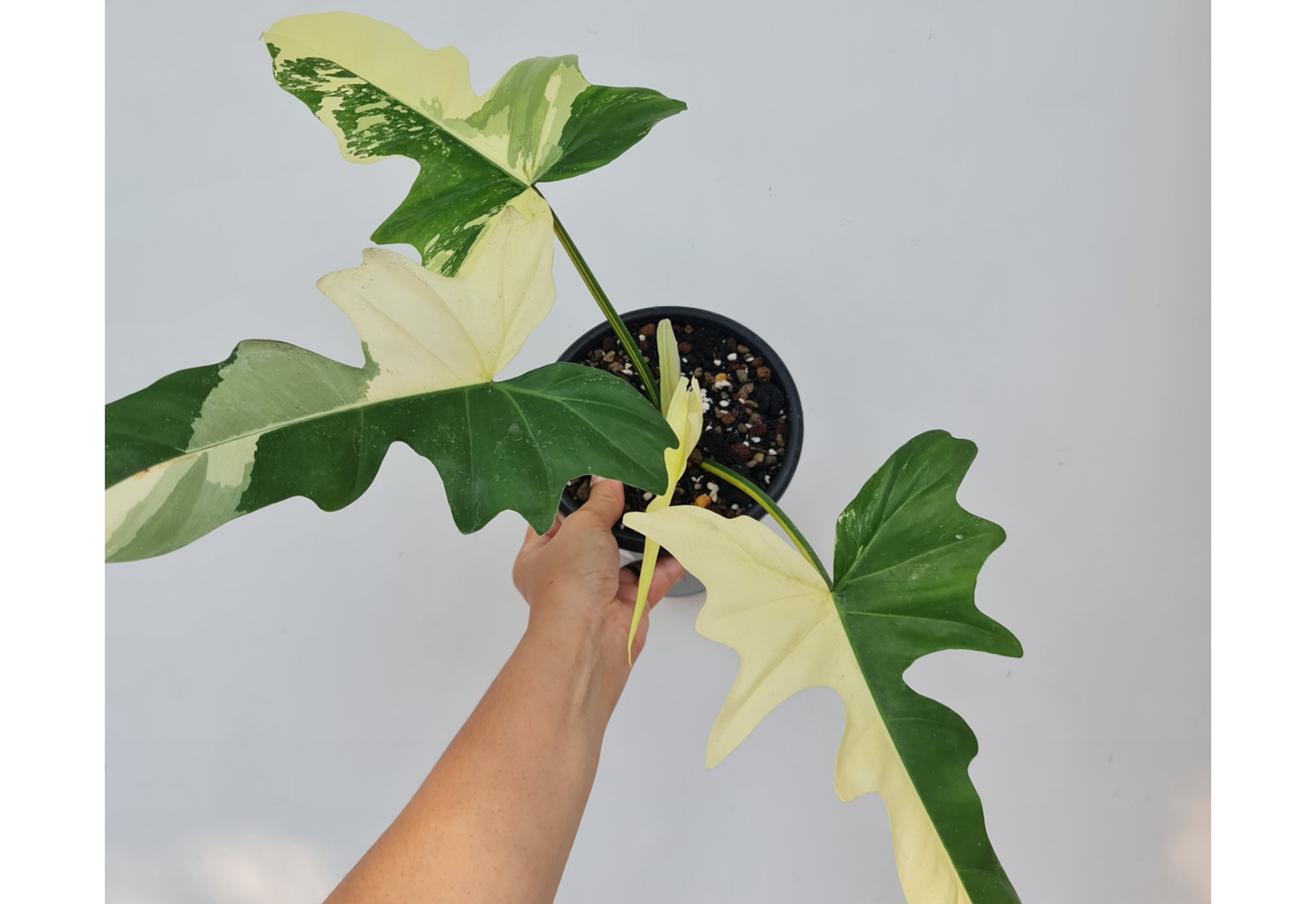 Philodendron Dragon Variegated Tropical Plants ORAMICIN