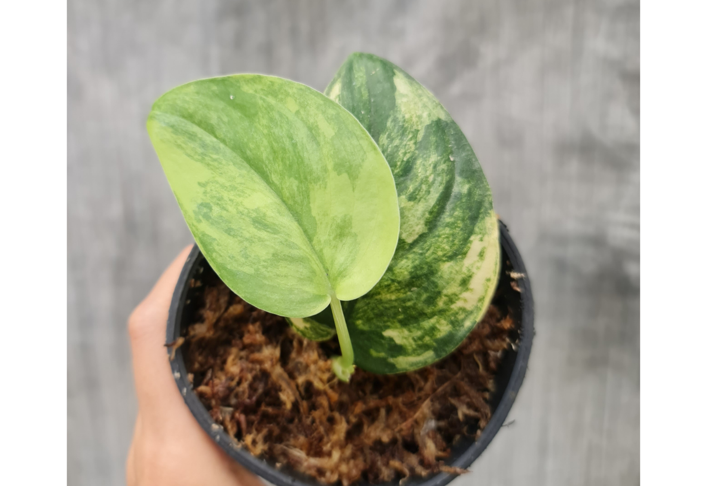 Scindapsus Jade Satin Aurea Yellow Variegated Tropical Plants ORAMICIN