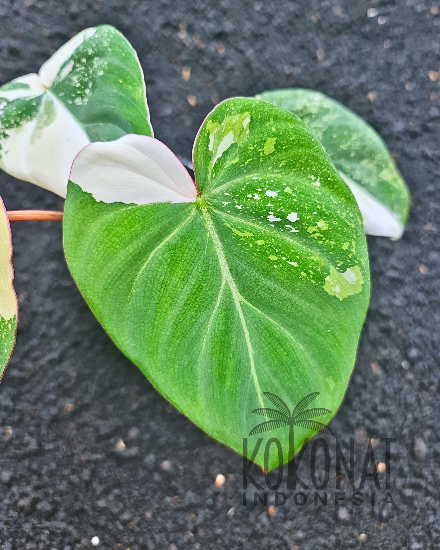 NEW Philodendron Gloriosum Variegated